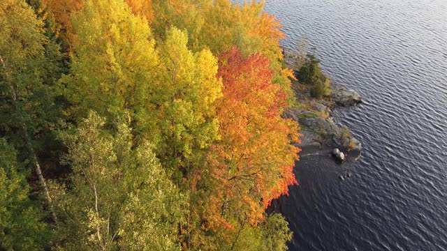 芬兰拉彭兰塔森林里的秋天五彩缤纷的树叶视频素材