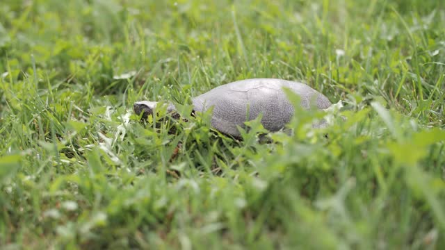 草丛中乌龟的镜头视频素材