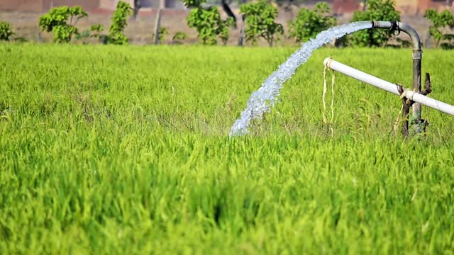 近水软管泵清水到绿色稻田农田灌溉在一个早晨的阳光在农村视频素材