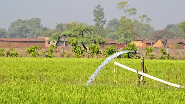 绿色农田/稻田的景观，由水泵用纯净水灌溉，水从管子/软管中流出，背景是村庄小屋视频素材