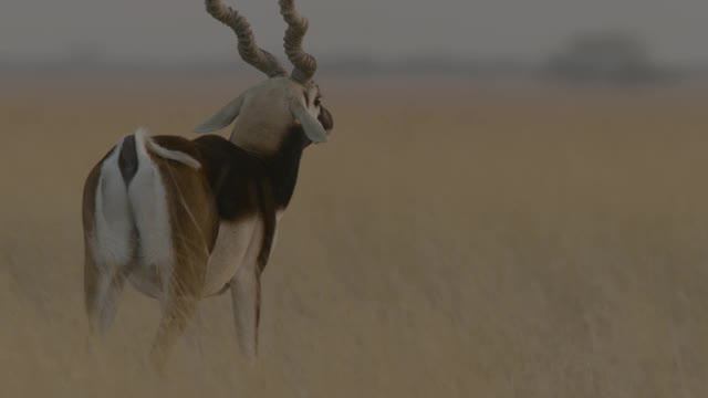印度黑羚放牧,印度。视频素材
