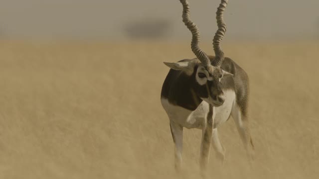 黑羚疯狂地摇着它的头，印度。视频素材