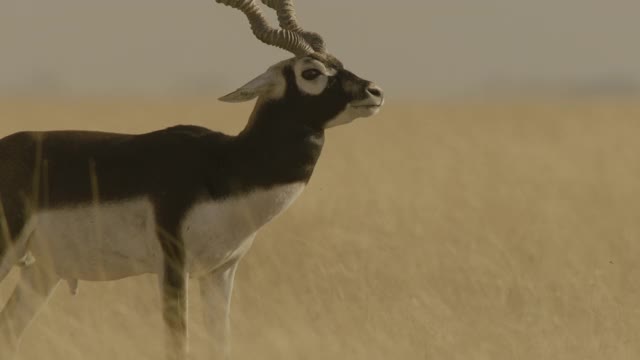 黑羚疯狂地摇着它的头，印度。视频素材