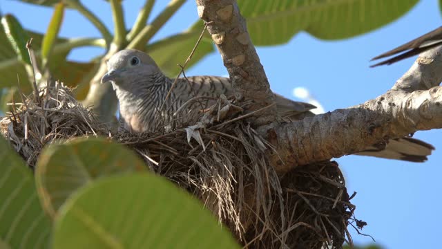 斑鸠在树上筑巢视频素材