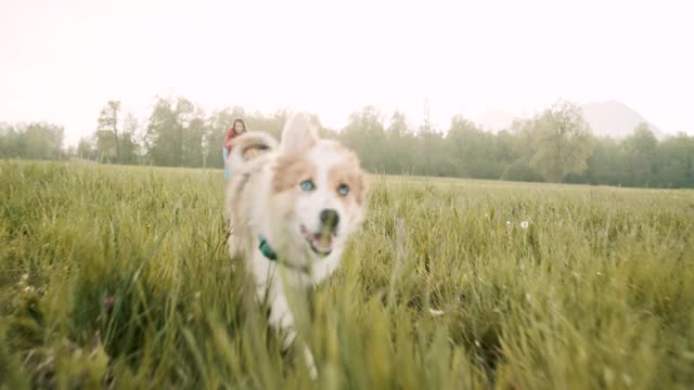可爱的小狗在草地上奔跑视频素材
