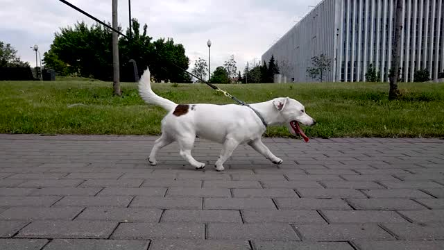公园里的白色杰克罗素小猎犬视频下载