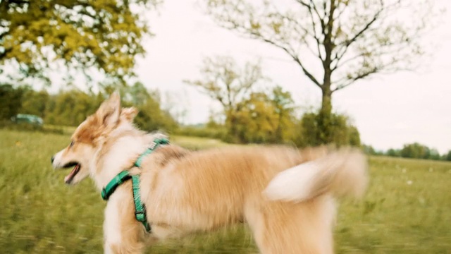 可爱的小狗在草丛中沿着摄像机奔跑视频素材