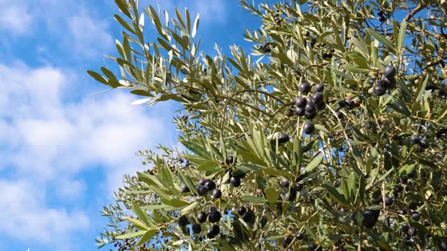 近距离观察橄榄树上的橄榄果实视频下载