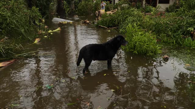 超级台风“哥尼”过后，狗在洪水中跋涉。视频素材