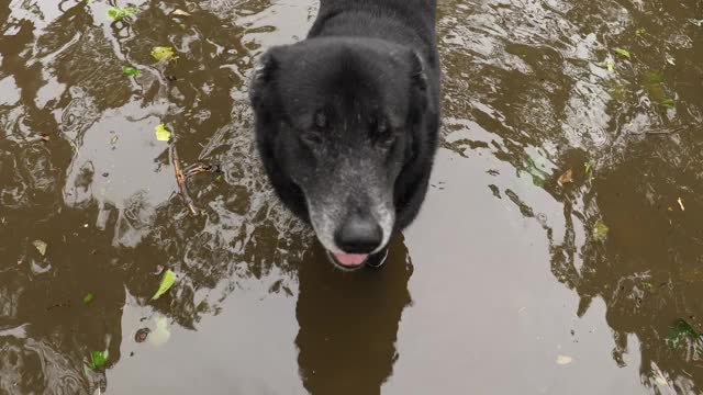 超级台风“哥尼”过后，狗在洪水中跋涉。视频素材
