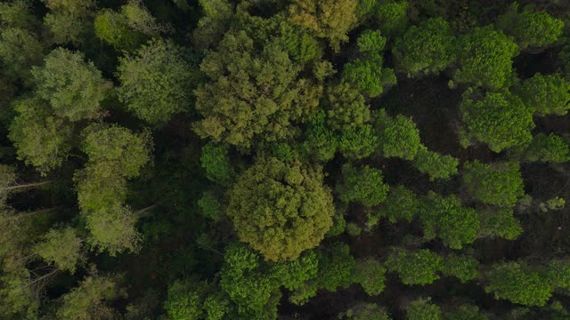 森林拍摄与无人机，自上而下鸟瞰山地森林，空中生态森林白天美丽的拍摄，森林保护，拯救生物和自然，生态主题的理想背景。全球变暖和森林火灾主题视频素材