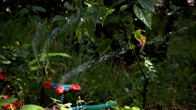 大自然中的花园植物洒水器视频素材