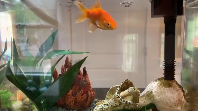 金鱼在家里的水族箱里游泳视频素材