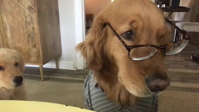 表情丰富的狗狗穿着衣服，戴着眼镜，安静地坐在视频电话会议视频下载