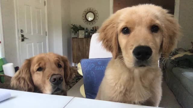两只狗狗坐在一张桌子前进行视频电话会议视频素材