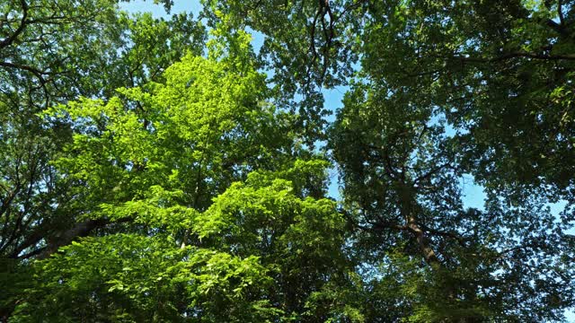 法国卢瓦雷的一种橡木林视频素材