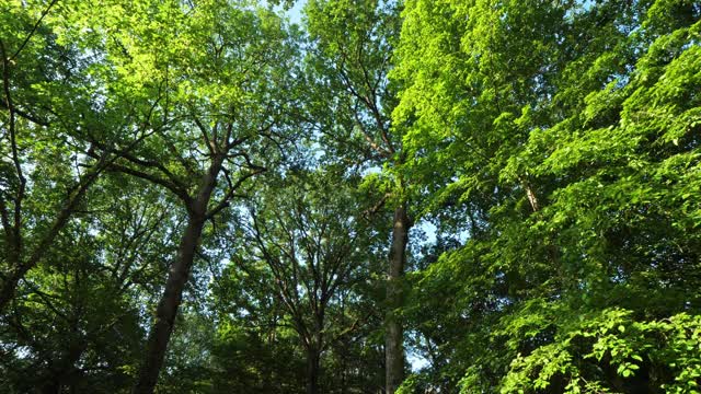 法国卢瓦雷的一种橡木林视频素材