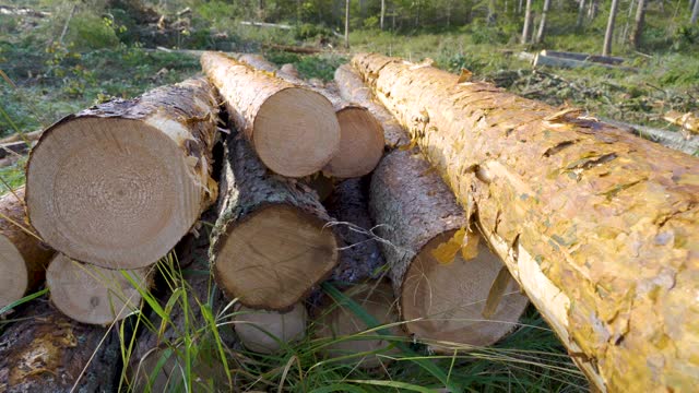 仔细观察爱沙尼亚地面上的大木头视频素材