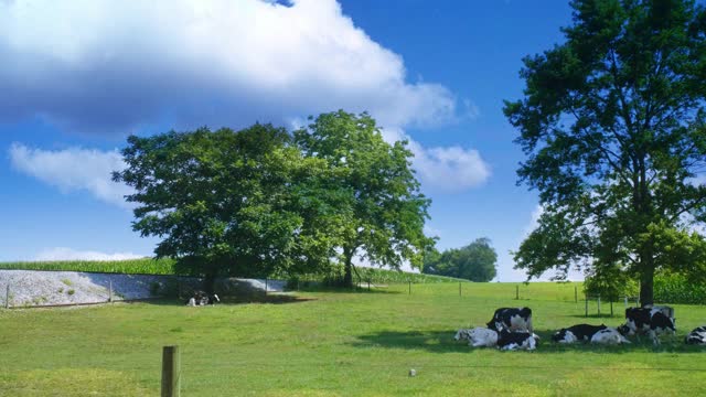 一个接近的蒸汽机吹烟和蒸汽通过农场与奶牛在田间的观点视频素材