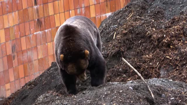 大黑熊在墙边挖地寻找食物。视频下载