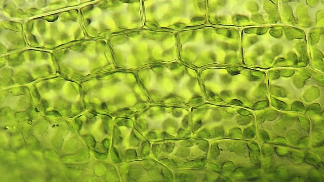 苔藓叶细胞，显微镜观察视频素材
