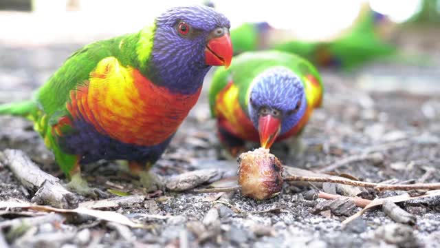彩虹鹦鹉在陆地上吃食物的特写-南海岸，澳大利亚视频素材