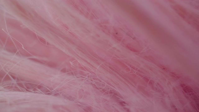 多莉拍摄微距:抽象的粉色羽毛特写微距。视频下载