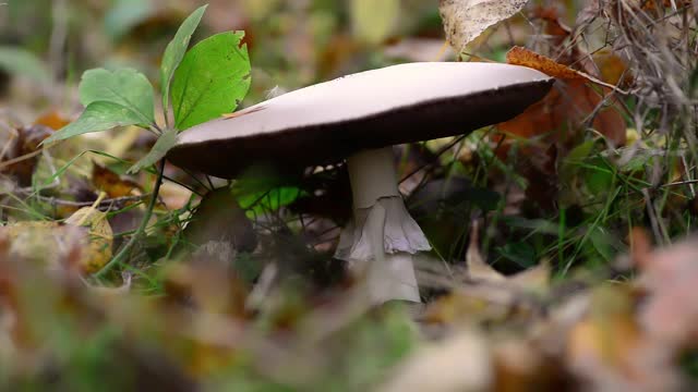 秋天的森林里长着蘑菇。秋天收获的季节。蘑菇采摘的概念视频下载