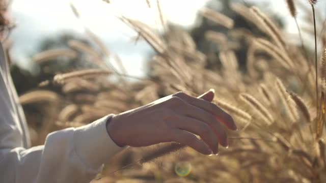 女性的手触摸和抚摩草植物视频下载