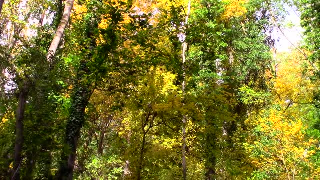 森林里从树上飘落的秋叶被风吹落。视频素材