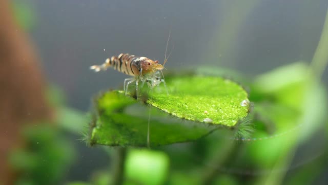 虎虾停留在水生植物的叶子上视频下载