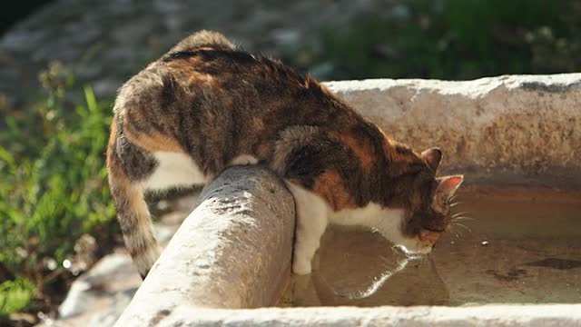 流浪猫在街上的喷泉里喝水。视频下载