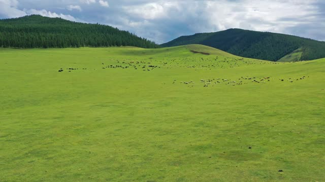 鸟瞰图放牧的牛群在蒙古视频下载