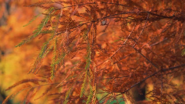 秋天森林中一棵针叶树的如画的叶子视频素材