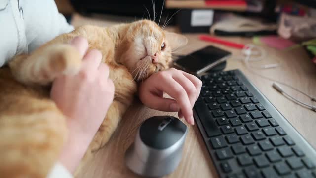 在电脑旁抚摸着一只猫视频素材