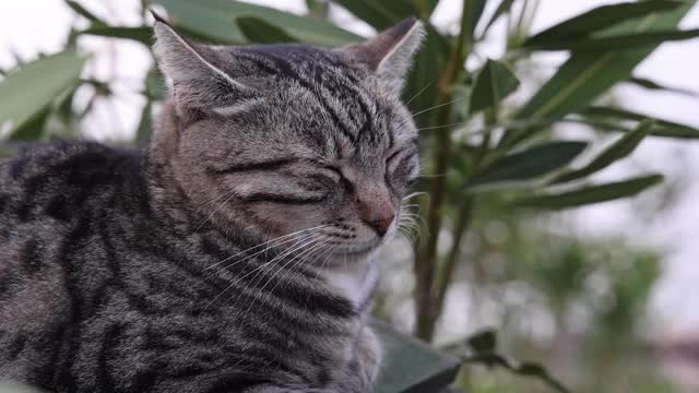 灰猫蜷缩着睡觉的特写视频素材