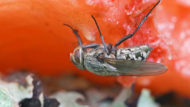 大眼睛苍蝇在爱沙尼亚的地上腐烂的水果视频素材