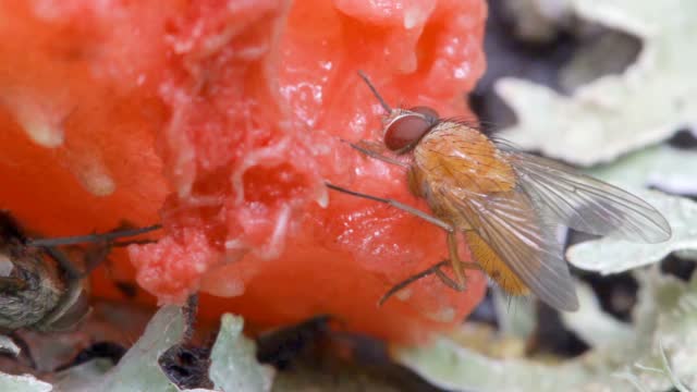 爱沙尼亚地面上腐烂水果上的两只苍蝇视频素材