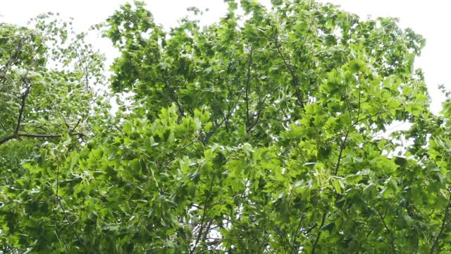 爱沙尼亚森林里那棵大树摇曳的绿叶视频下载