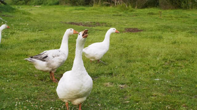 一群愤怒的鹅在绿油油的牧场散步时发出嘶嘶声。白色的家鹅在牧场的绿色草地上吃草。在家禽养殖场饲养鸟类。视频下载