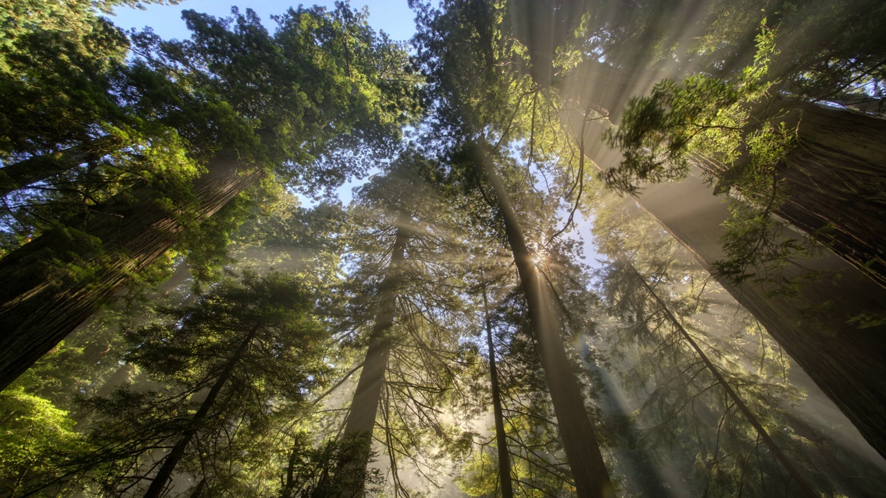 阳光和森林里的雾视频素材