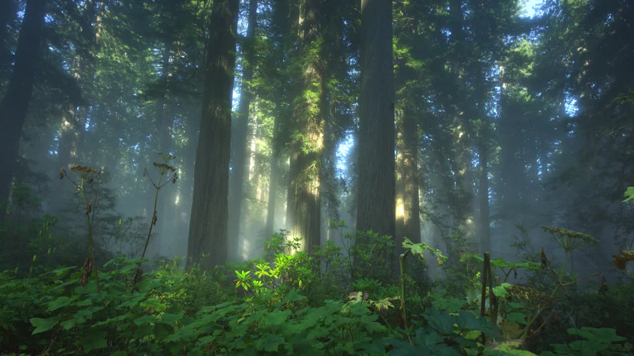 有雾和阳光的红杉林视频下载
