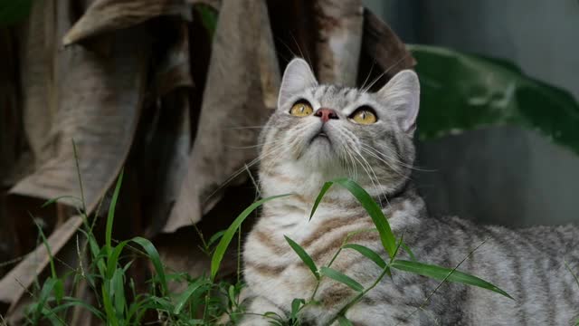 斑猫混合美国短毛和波斯猫寻找一个鸟的声音雷达耳朵在花园白蚁分部。视频素材