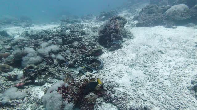 野生礁章鱼觅食水下珊瑚礁视频下载