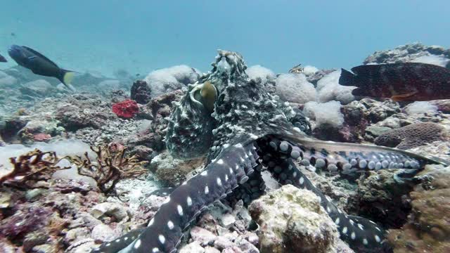 野生章鱼的触角伸向相机视频下载