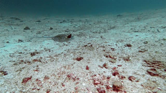 泰国安达曼海海底的蓝斑黄貂鱼视频素材
