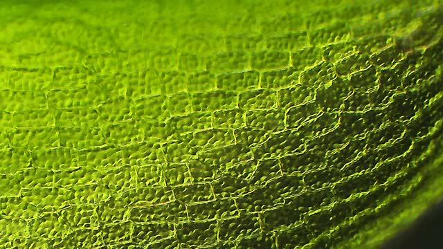 苔藓叶，显微镜放大视频素材