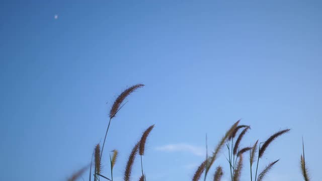 草花在风中摇曳，夕阳前的4k视频视频素材