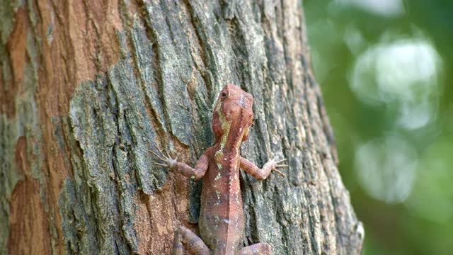 宏观的大棕色蜥蜴坐在一棵树上视频下载