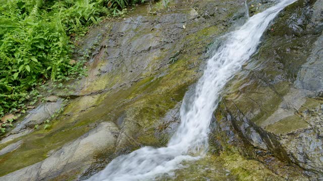 在绿色的森林里，水在潮湿的岩石上流淌视频下载